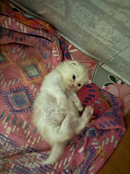 น้องแมวพันธุ์มันช์กิ้นขาสั้น เปิดให้จอง รูปที่ 2