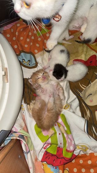 น้องแมวพันธุ์มันช์กิ้นขาสั้น เปิดให้จอง รูปที่ 6