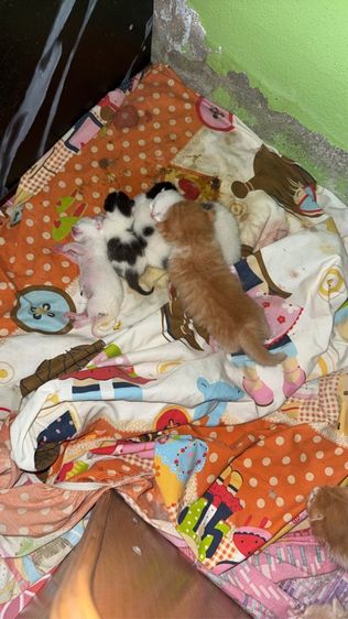 น้องแมวพันธุ์มันช์กิ้นขาสั้น เปิดให้จอง รูปที่ 7