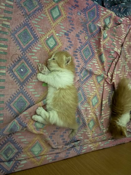 น้องแมวพันธุ์มันช์กิ้นขาสั้น เปิดให้จอง รูปที่ 5