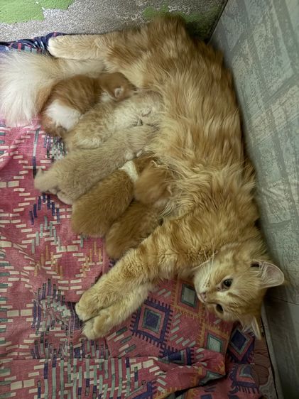 น้องแมวพันธุ์มันช์กิ้นขาสั้น เปิดให้จอง รูปที่ 10