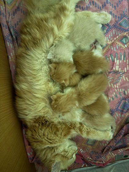 น้องแมวพันธุ์มันช์กิ้นขาสั้น เปิดให้จอง รูปที่ 4