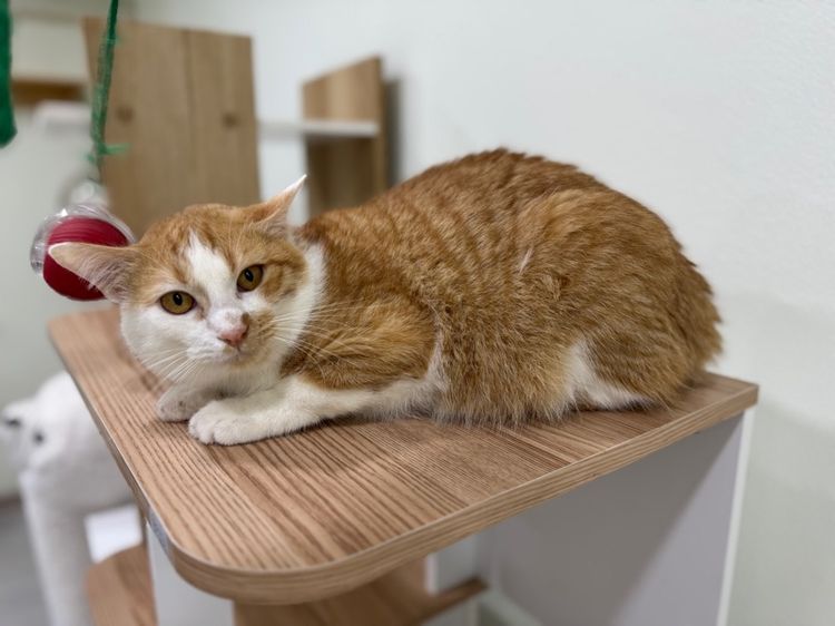 หาบ้านให้แมวจรค่ะ รูปที่ 8