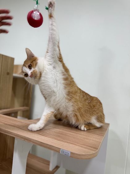 แมวไทย (Thai Cat) หาบ้านให้แมวจรค่ะ