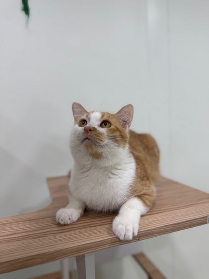 หาบ้านให้แมวจรค่ะ รูปที่ 3