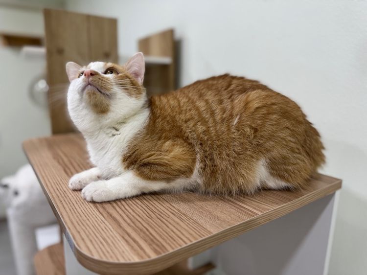 หาบ้านให้แมวจรค่ะ รูปที่ 6