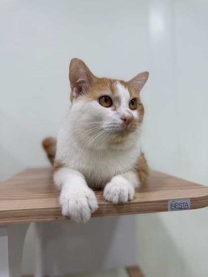 หาบ้านให้แมวจรค่ะ รูปที่ 4