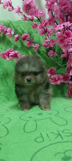 ปอม รูปที่ 3
