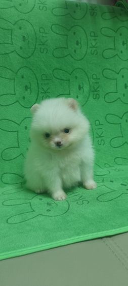 ปอม รูปที่ 11