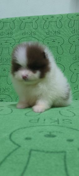 ปอม รูปที่ 4