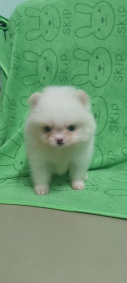 ปอม รูปที่ 10