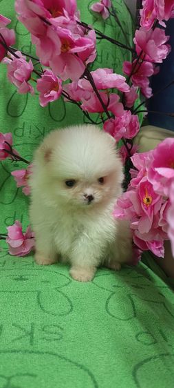 ปอม รูปที่ 9