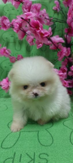 ปอม รูปที่ 6