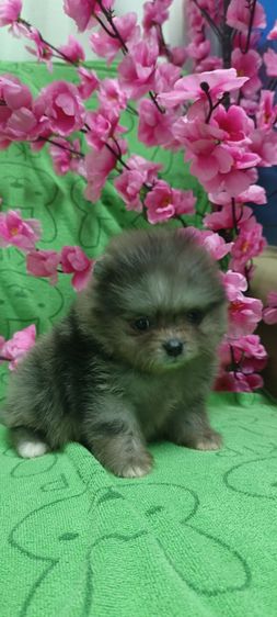 ปอม รูปที่ 5