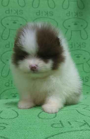 ปอม