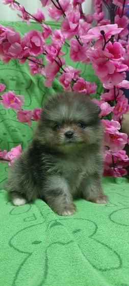 ปอม รูปที่ 7