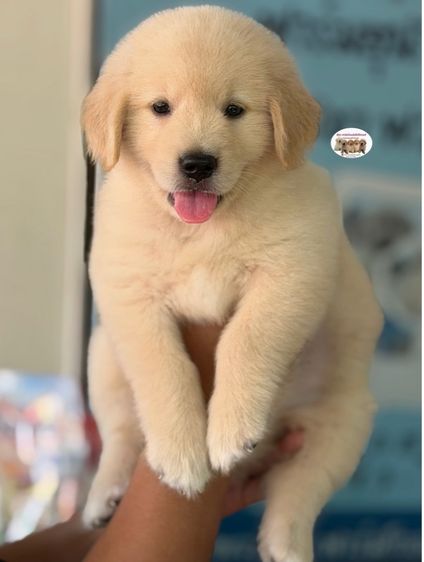 โกลเด้นรีทรีฟเวอร์ รูปที่ 3