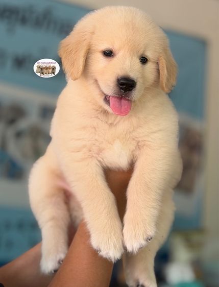 โกลเด้นรีทรีฟเวอร์ รูปที่ 2