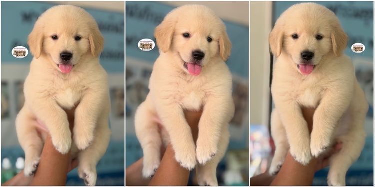 โกลเด้นรีทรีฟเวอร์ รูปที่ 4