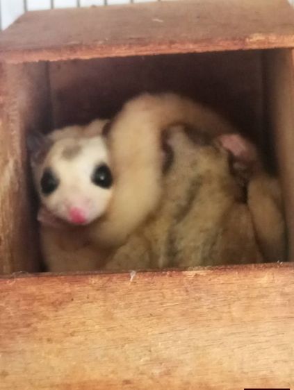 ขายชูก้าเหมาครับ หรือแยกก็ได้ รูปที่ 4