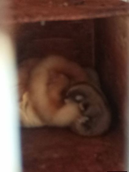 ขายชูก้าเหมาครับ หรือแยกก็ได้ รูปที่ 5