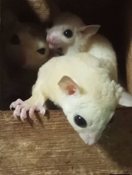 ขายชูก้าเหมาครับ หรือแยกก็ได้ รูปที่ 2