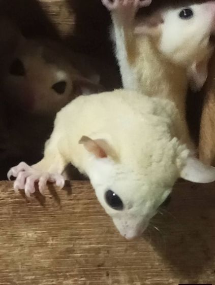 ขายชูก้าเหมาครับ หรือแยกก็ได้