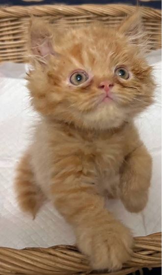 แมวเปอร์เซียผสมเอ็กโซติกLh รูปที่ 7