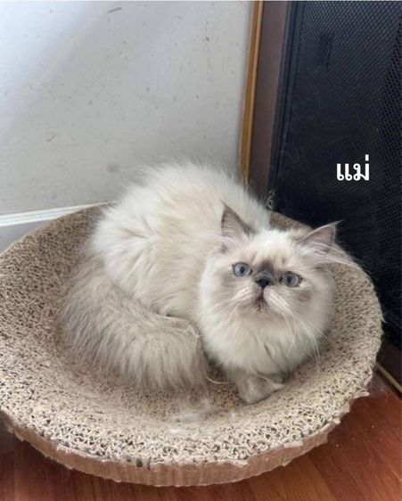 แมวเปอร์เซียผสมเอ็กโซติกLh รูปที่ 11