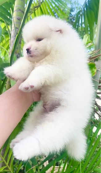 ปอมแท้ รูปที่ 3