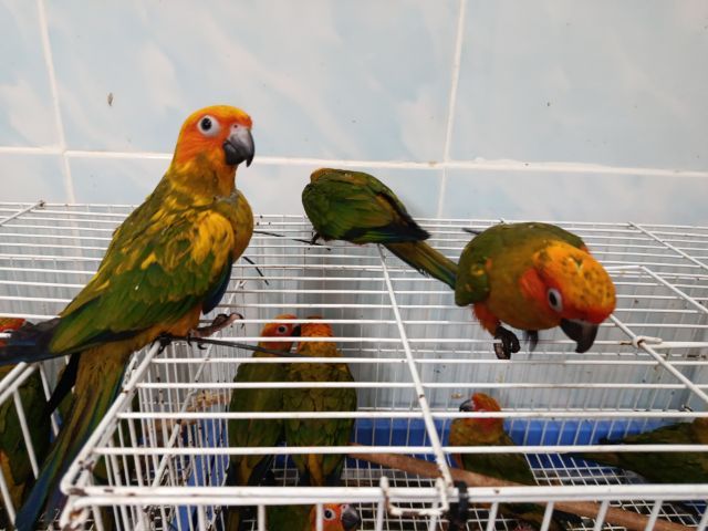 ซันคอนัวร์ รูปที่ 5