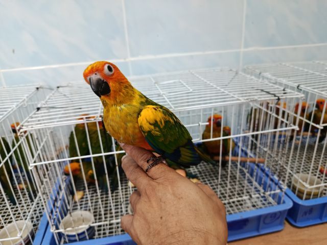 ซันคอนัวร์ รูปที่ 3