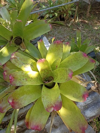 สัปบะรดสี รูปที่ 4