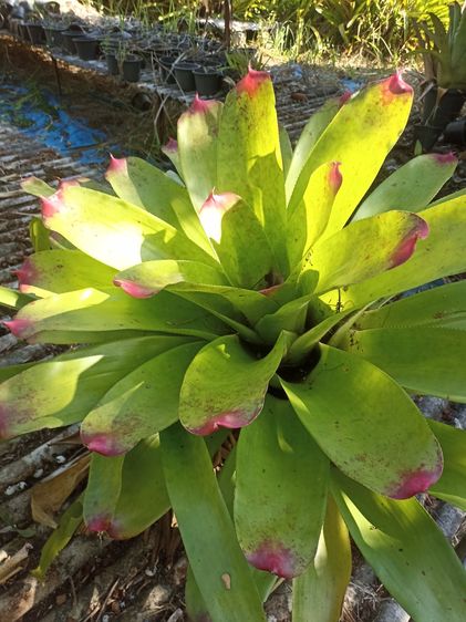 สัปบะรดสี รูปที่ 3