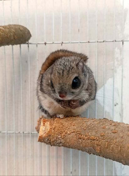 กระรอกบินแคระญี่ปุ่น รูปที่ 2