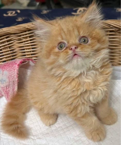 แมวเปอร์เซียผสมเอ็กโซติกLh รูปที่ 3