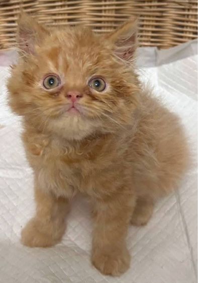 แมวเปอร์เซียผสมเอ็กโซติกLh รูปที่ 9