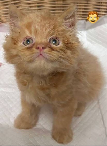 แมวเปอร์เซียผสมเอ็กโซติกLh รูปที่ 6