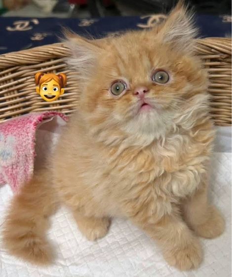เอ็กโซติก ชอร์ตแฮร์ (Exotic Shorthair) แมวเปอร์เซียผสมเอ็กโซติกLh