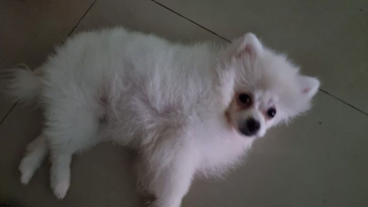 ปอมนิมิเพศเมีย รูปที่ 7