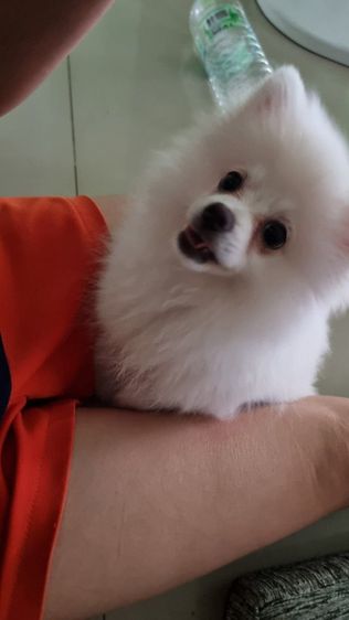 ปอมนิมิเพศเมีย รูปที่ 3