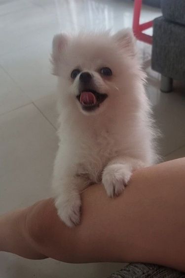 ปอมนิมิเพศเมีย รูปที่ 6