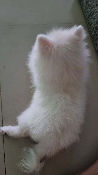 ปอมนิมิเพศเมีย รูปที่ 8