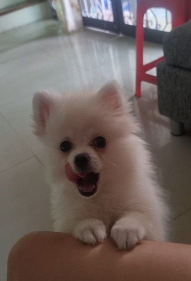 ปอมนิมิเพศเมีย รูปที่ 5