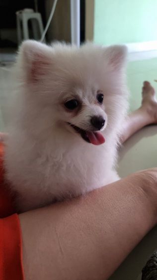 ปอมนิมิเพศเมีย รูปที่ 2