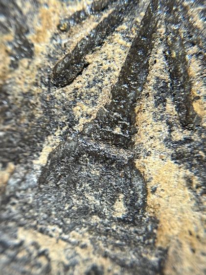 หลวงปู่ทวด ฐานแม่พระธรณีบีบมวยผม เนื้อว่าน รูปที่ 14