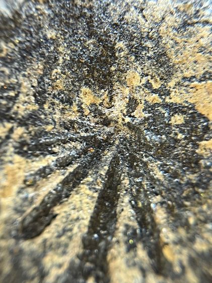 หลวงปู่ทวด ฐานแม่พระธรณีบีบมวยผม เนื้อว่าน รูปที่ 15