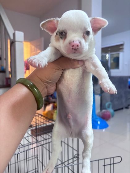 ชิวาว่า(ตำหนิตรงตา) รูปที่ 2