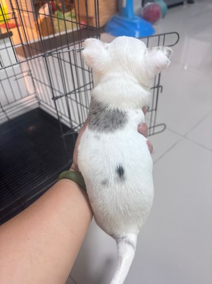 ชิวาว่า(ตำหนิตรงตา) รูปที่ 3