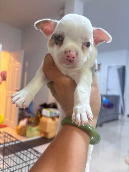 ชิวาว่า(ตำหนิตรงตา)